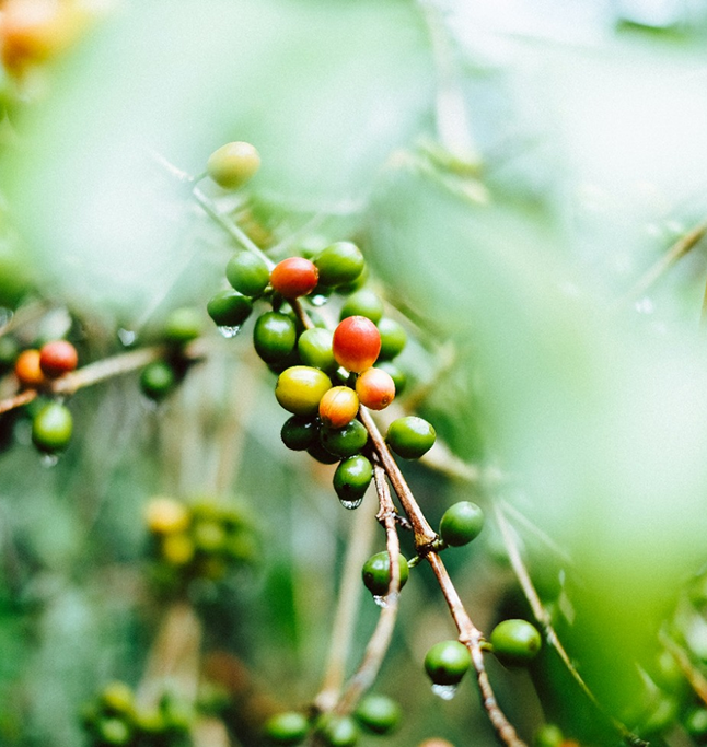 Coffee Plant